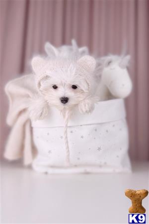 gpupies20 Picture 2